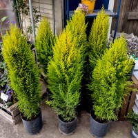 Pino Lemon 10 Lts